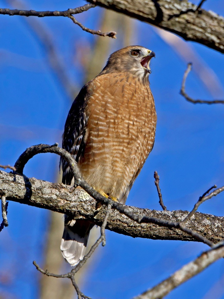 Red-shouldered Hawk - ML644652338