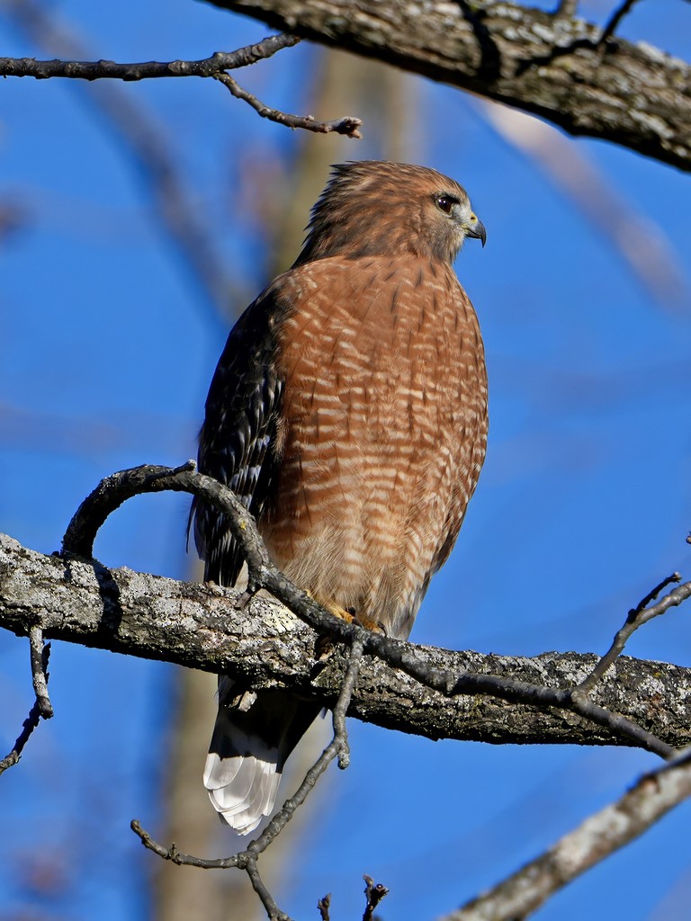 Red-shouldered Hawk - ML644652339