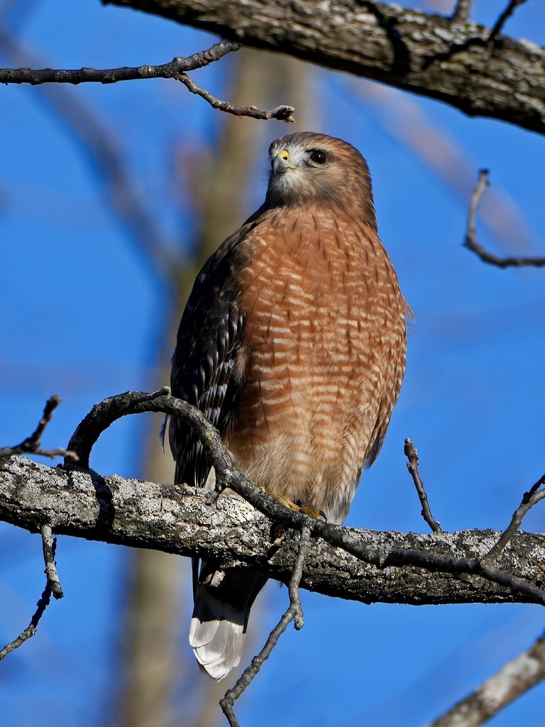 Red-shouldered Hawk - ML644652340