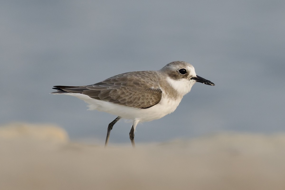Greater Sand-Plover - ML644652348