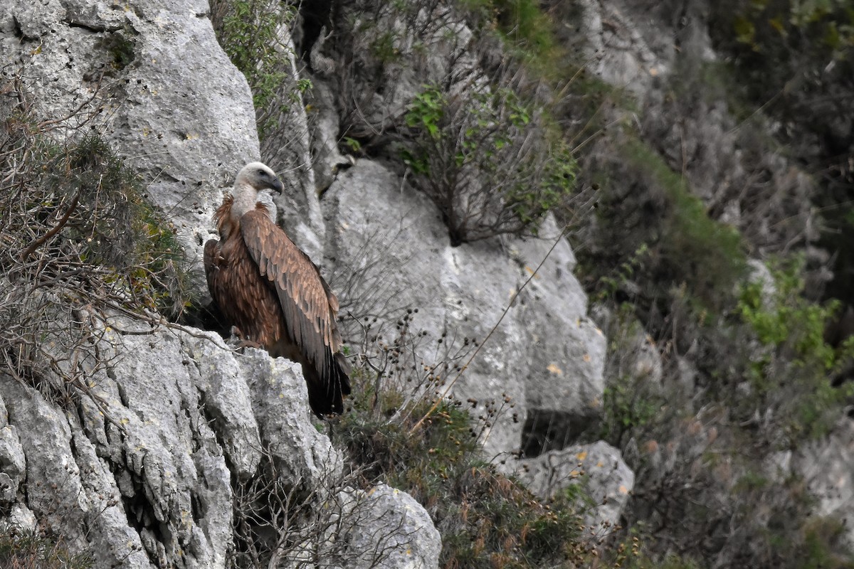 Eurasian Griffon - ML644652349