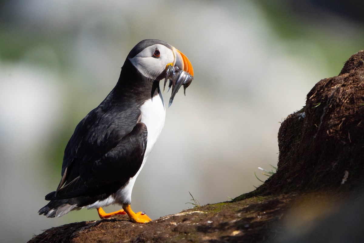 Atlantic Puffin - ML644652354