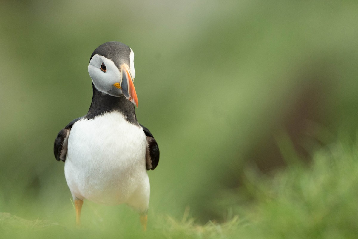 Atlantic Puffin - ML644652355