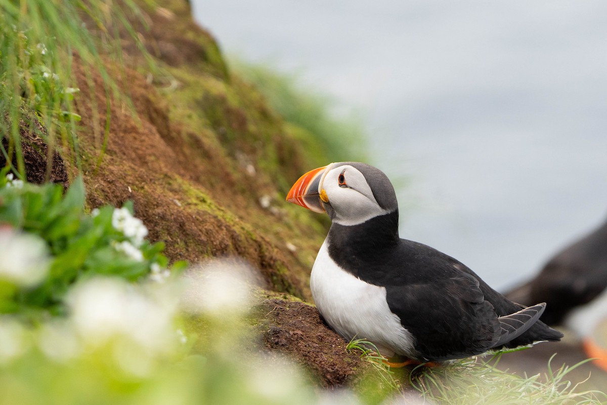 Atlantic Puffin - ML644652356