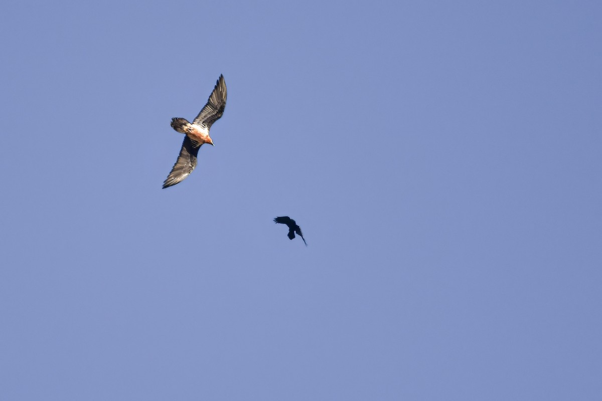 Bearded Vulture - ML644652358