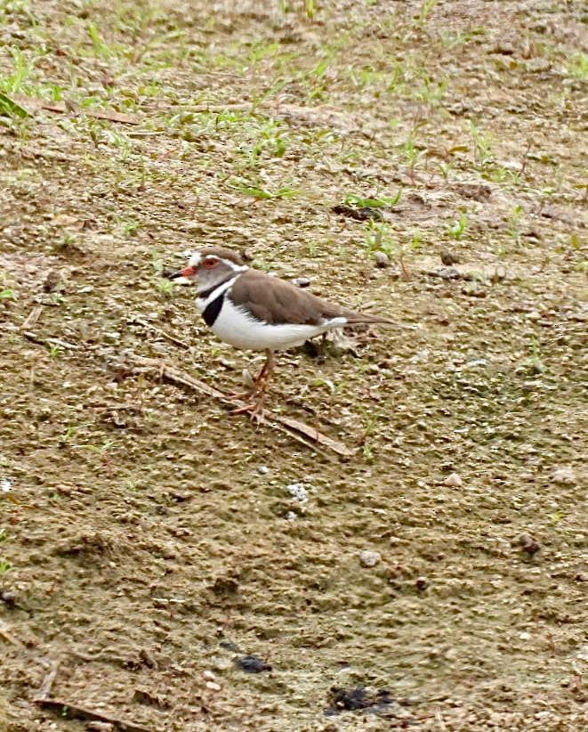 ミスジチドリ - ML644652366