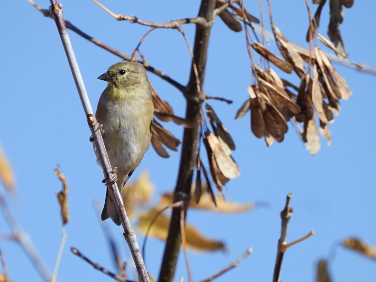 čížek žlutý - ML644652369