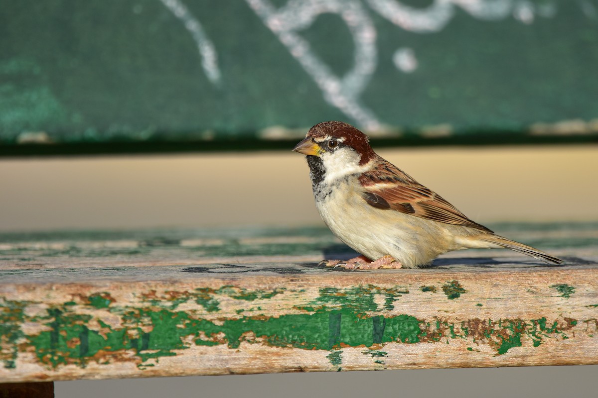 İtalyan Serçesi - ML644652378