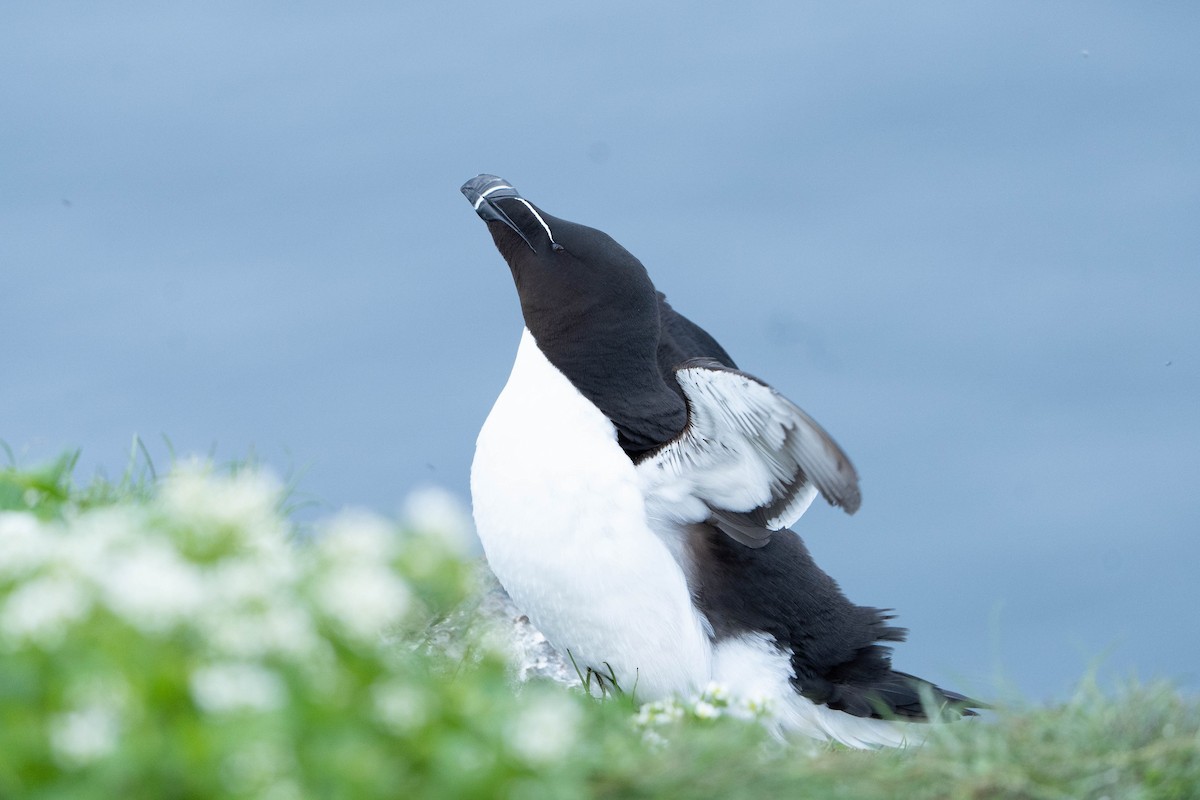 Гагарка - ML644652380