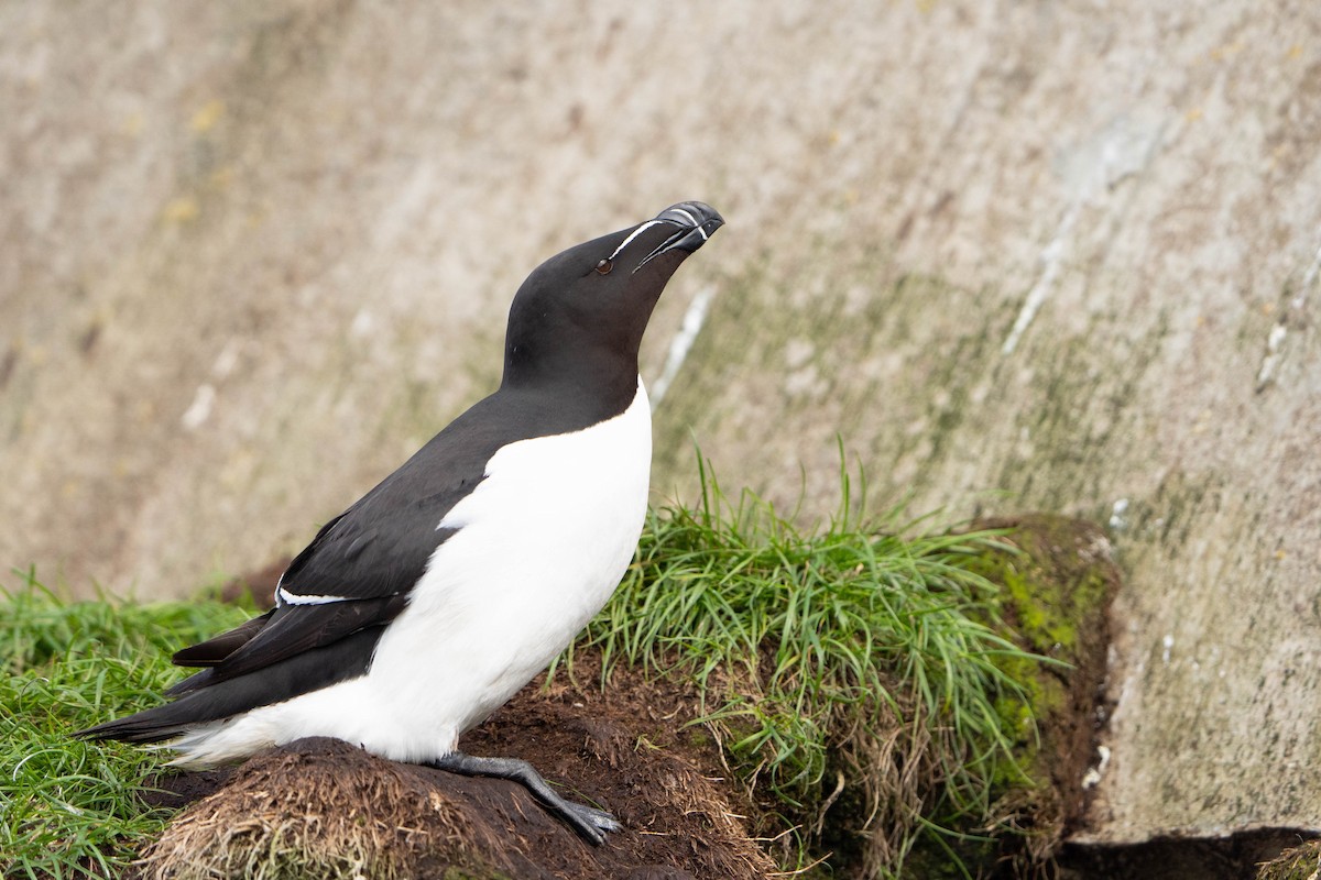 Гагарка - ML644652382