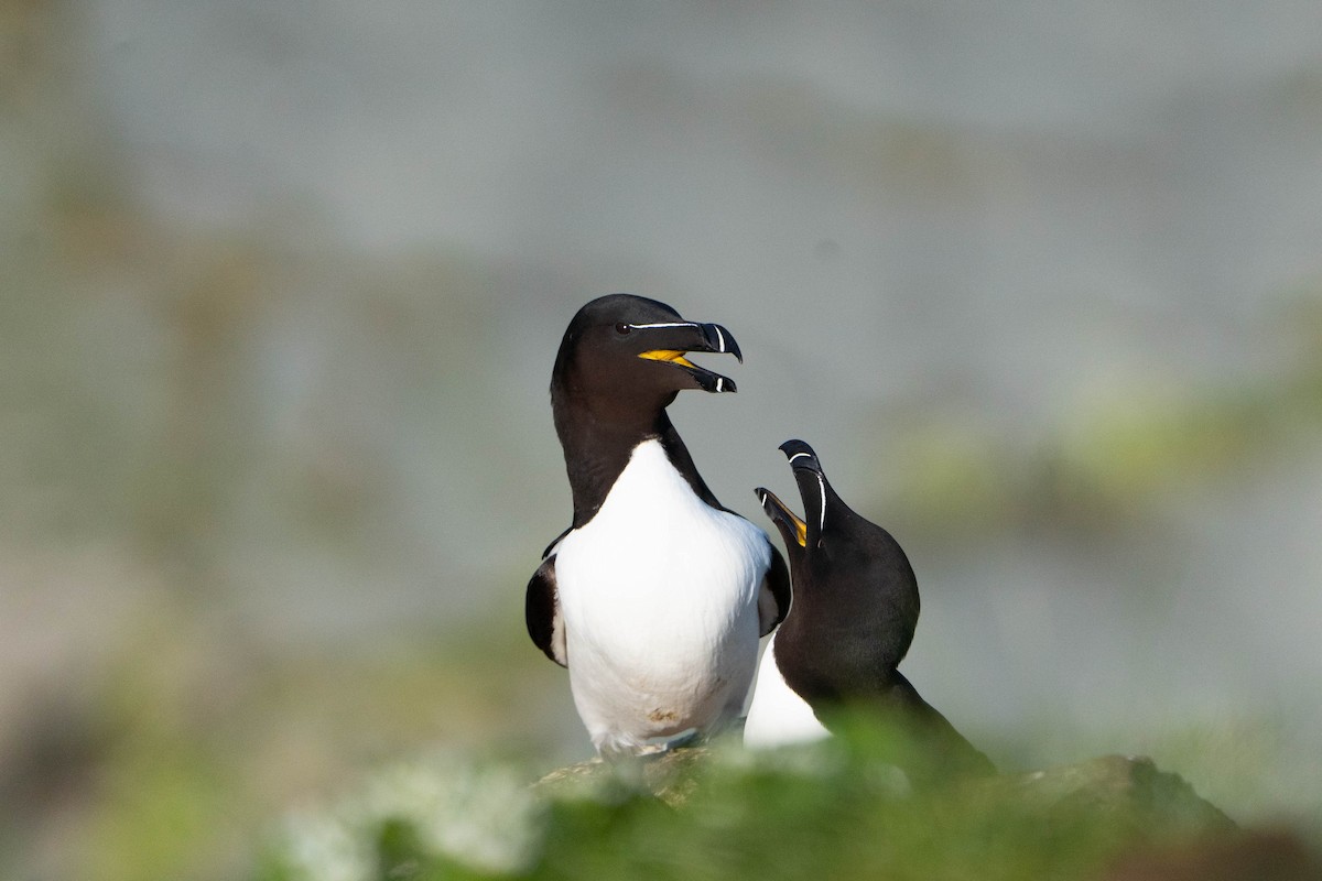 Гагарка - ML644652383