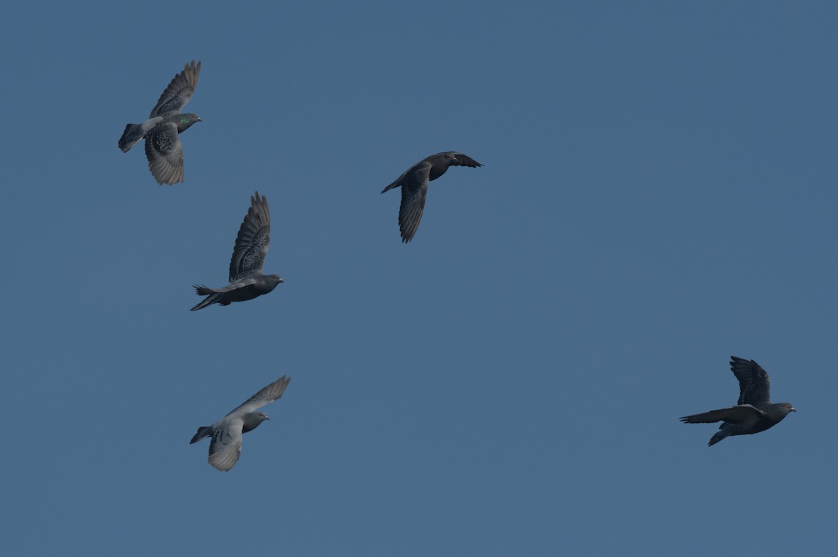 יונת בית - ML644652395