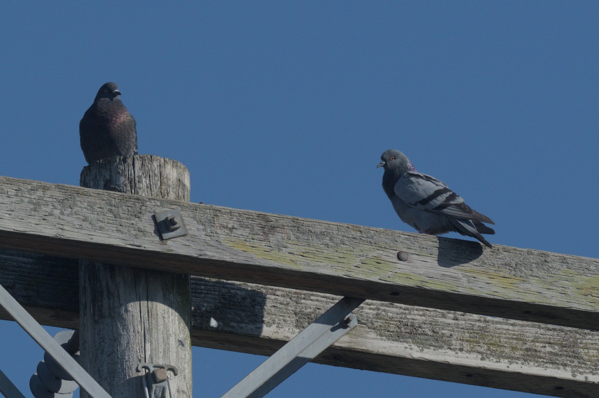 יונת בית - ML644652396
