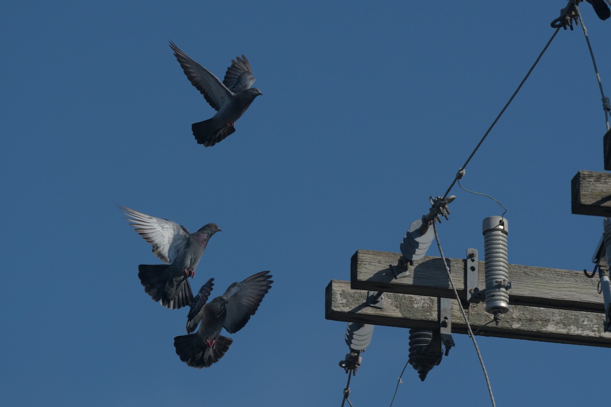 יונת בית - ML644652397