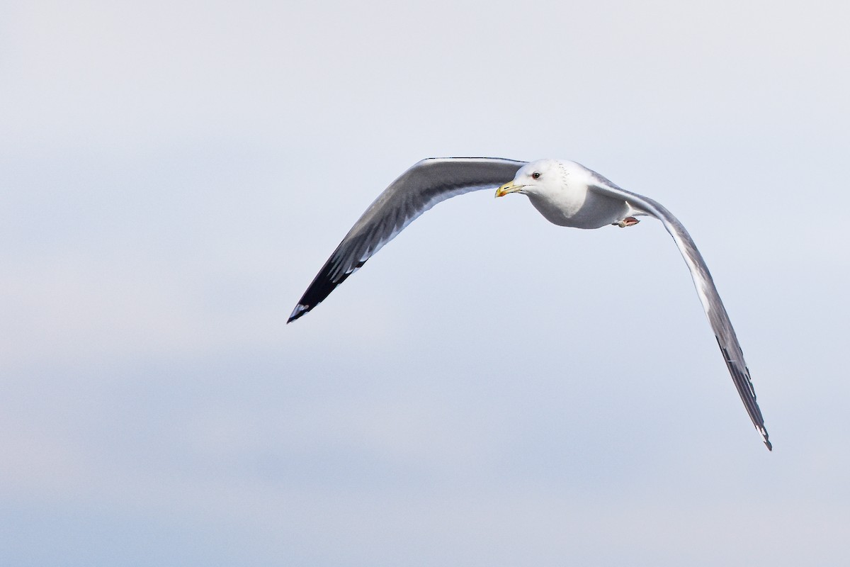 Gaviota Sombría (de la Estepa) - ML644652398