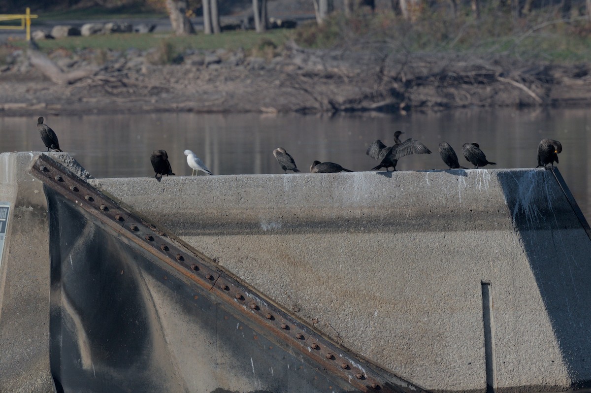 Cormoran à aigrettes - ML644652399