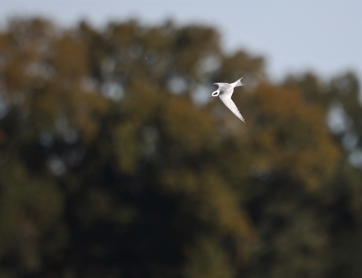 prærieterne - ML644652400