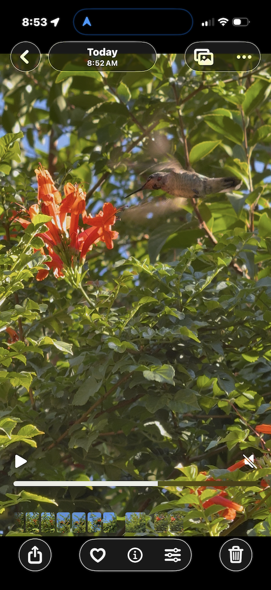 アレンハチドリ - ML644652406