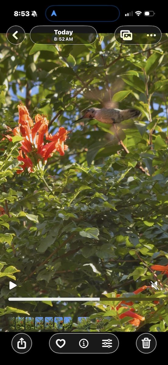 アレンハチドリ - ML644652407