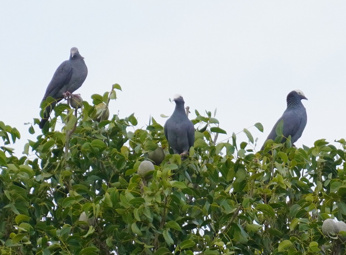 White-crowned Pigeon - ML644652408