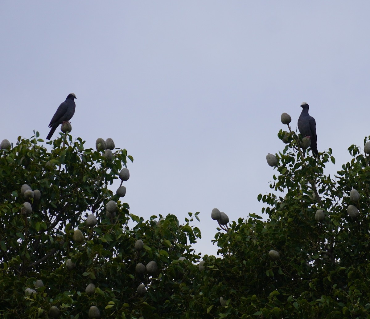 White-crowned Pigeon - ML644652409