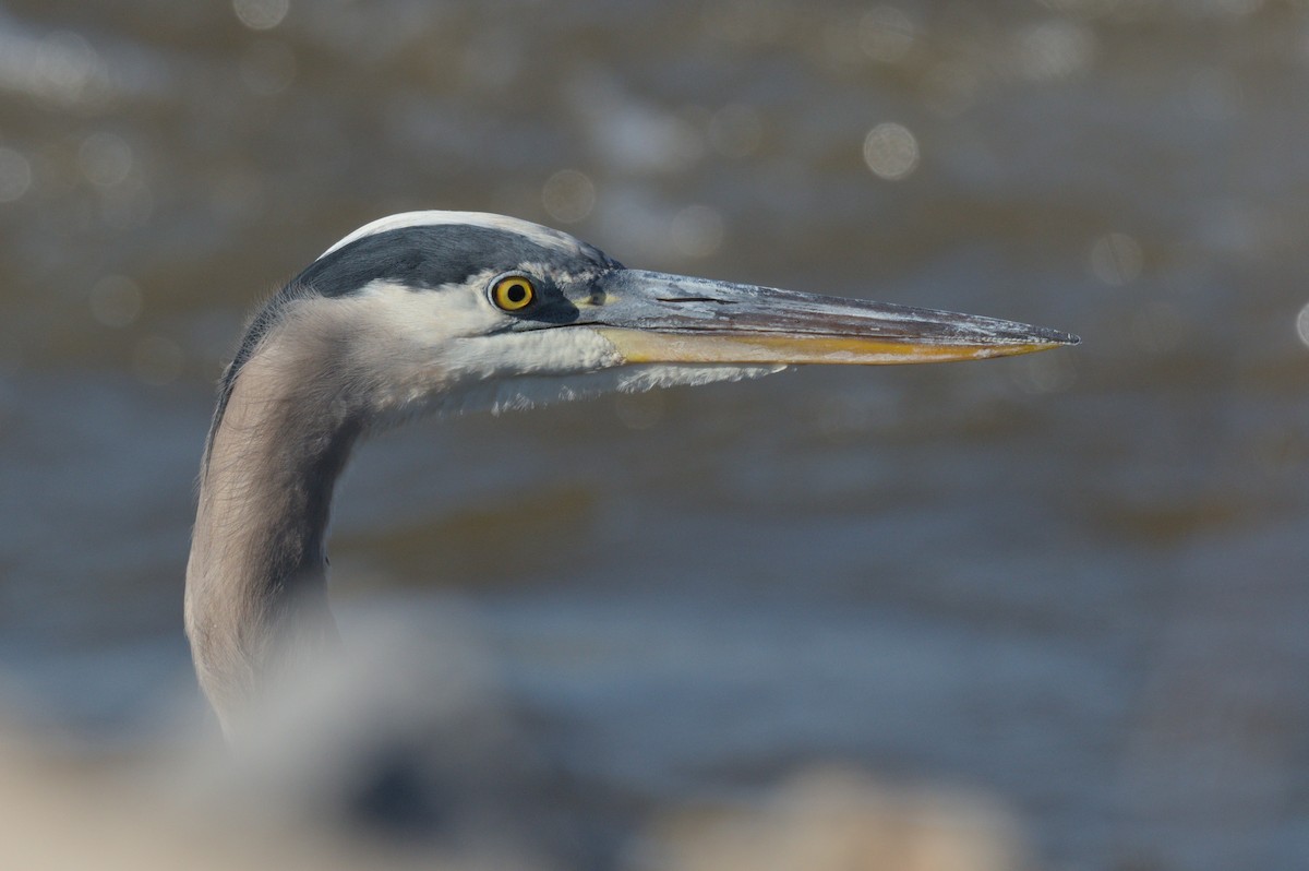 Great Blue Heron - ML644652427
