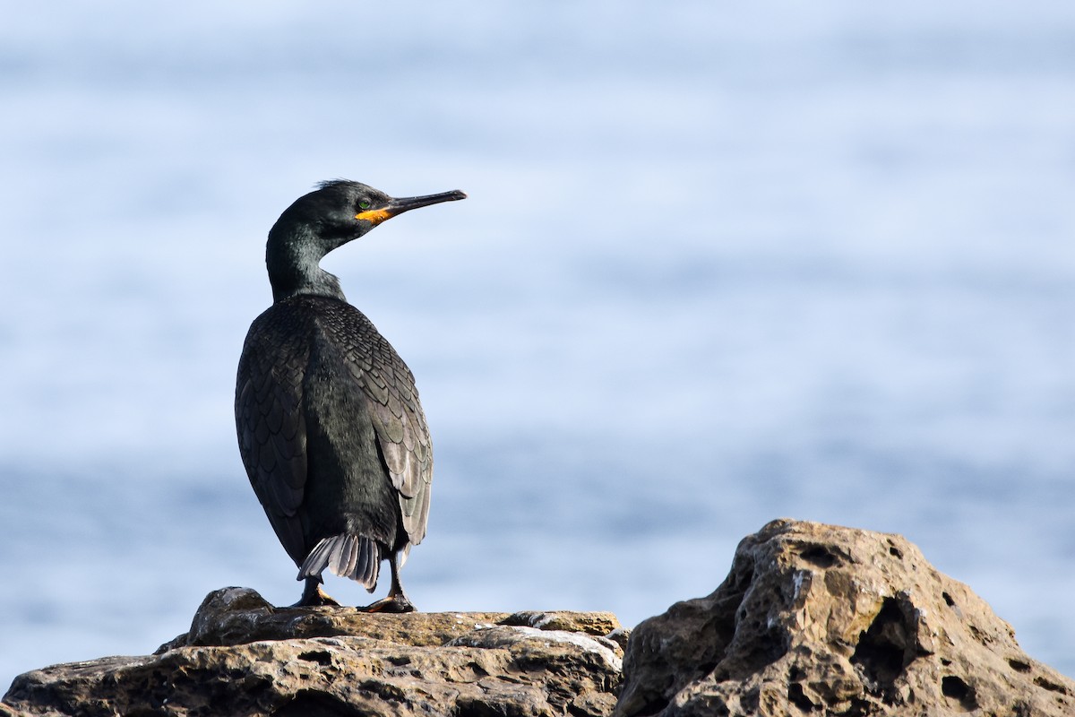 ヨーロッパヒメウ - ML644652429