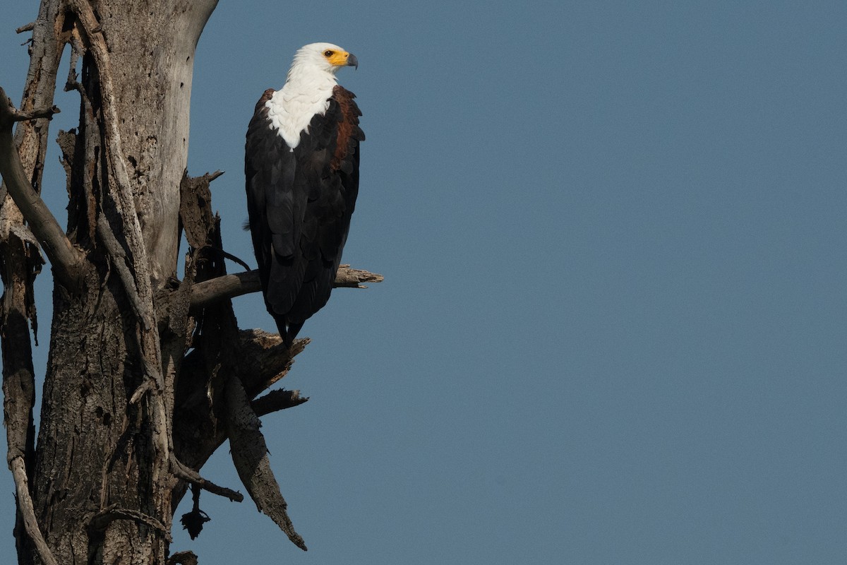flodørn - ML644652433