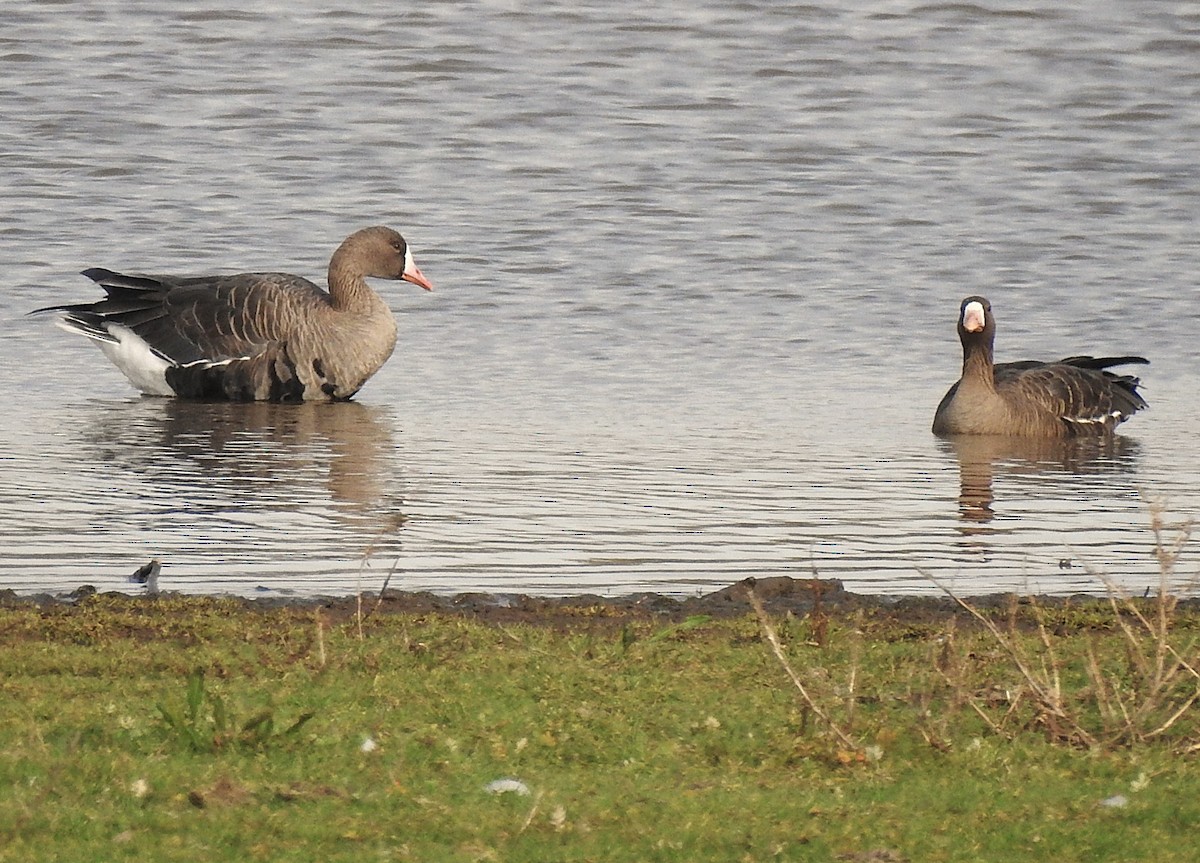 Greater White-fronted Goose - ML644652435