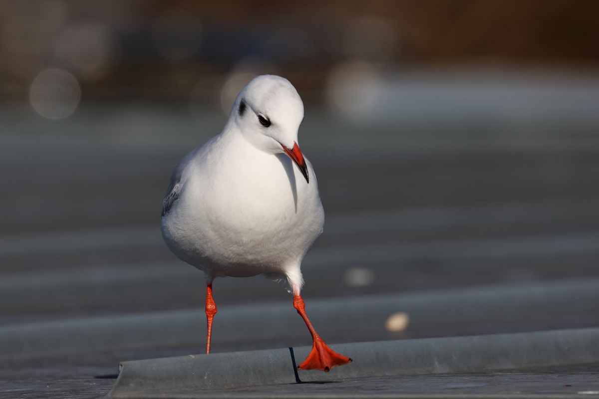 Black-headed Gull - ML644652439
