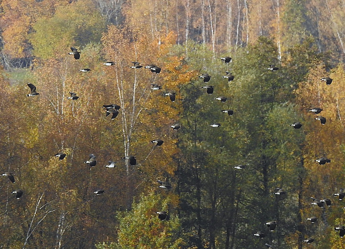 Northern Lapwing - ML644652446