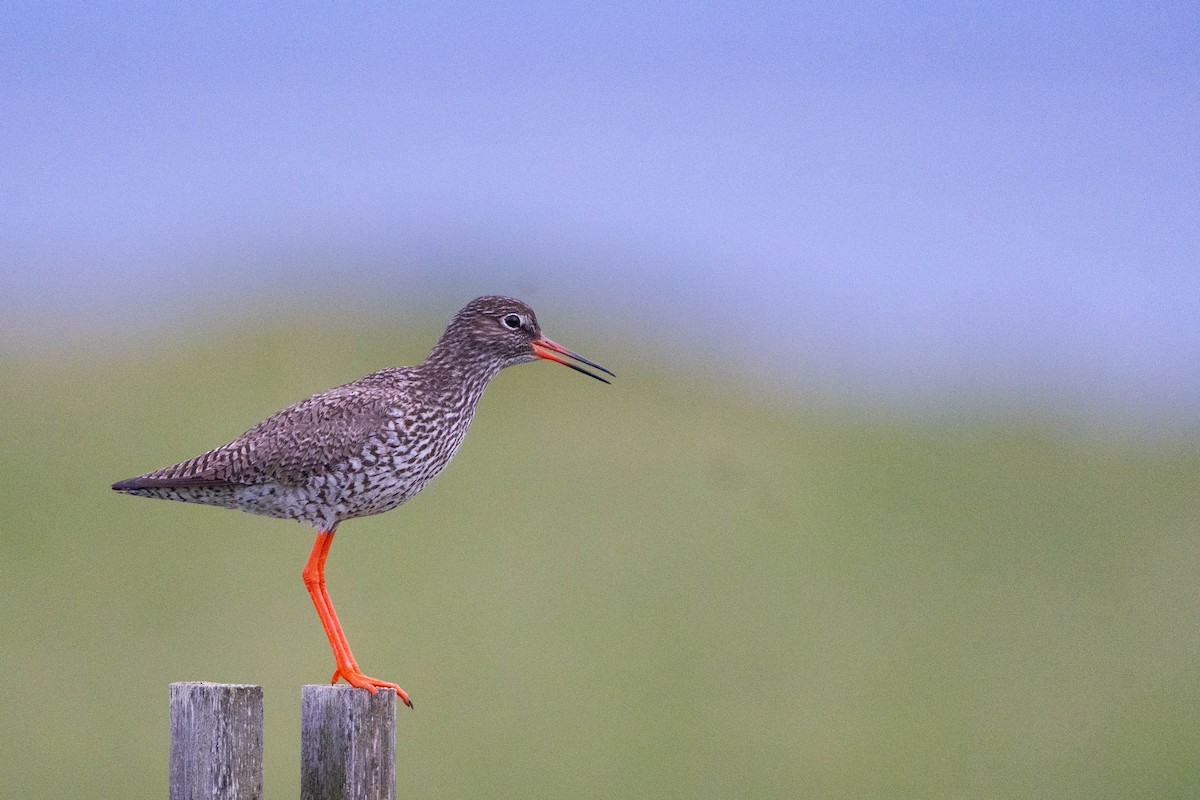 アカアシシギ - ML644652448