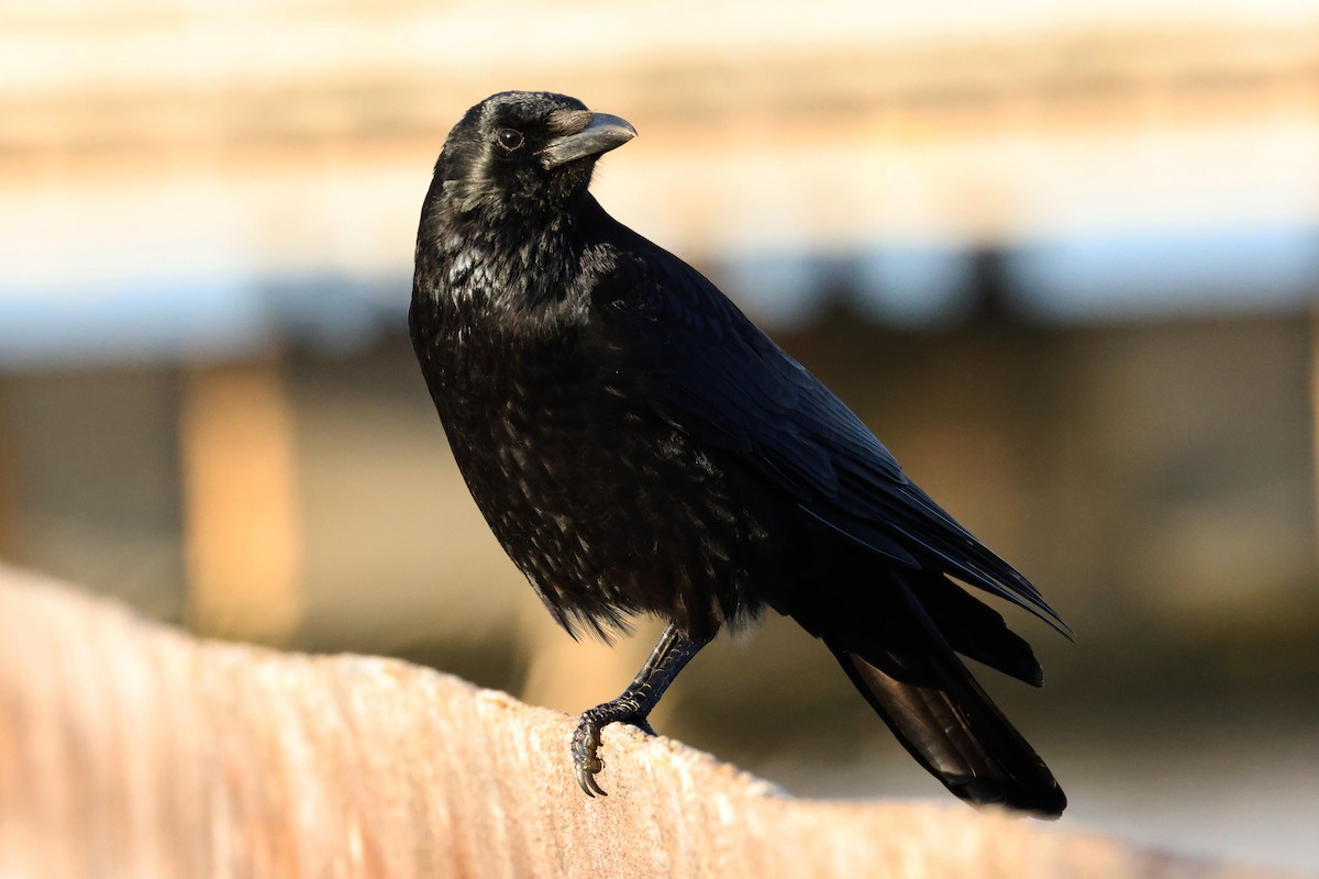 Carrion Crow - ML644652451