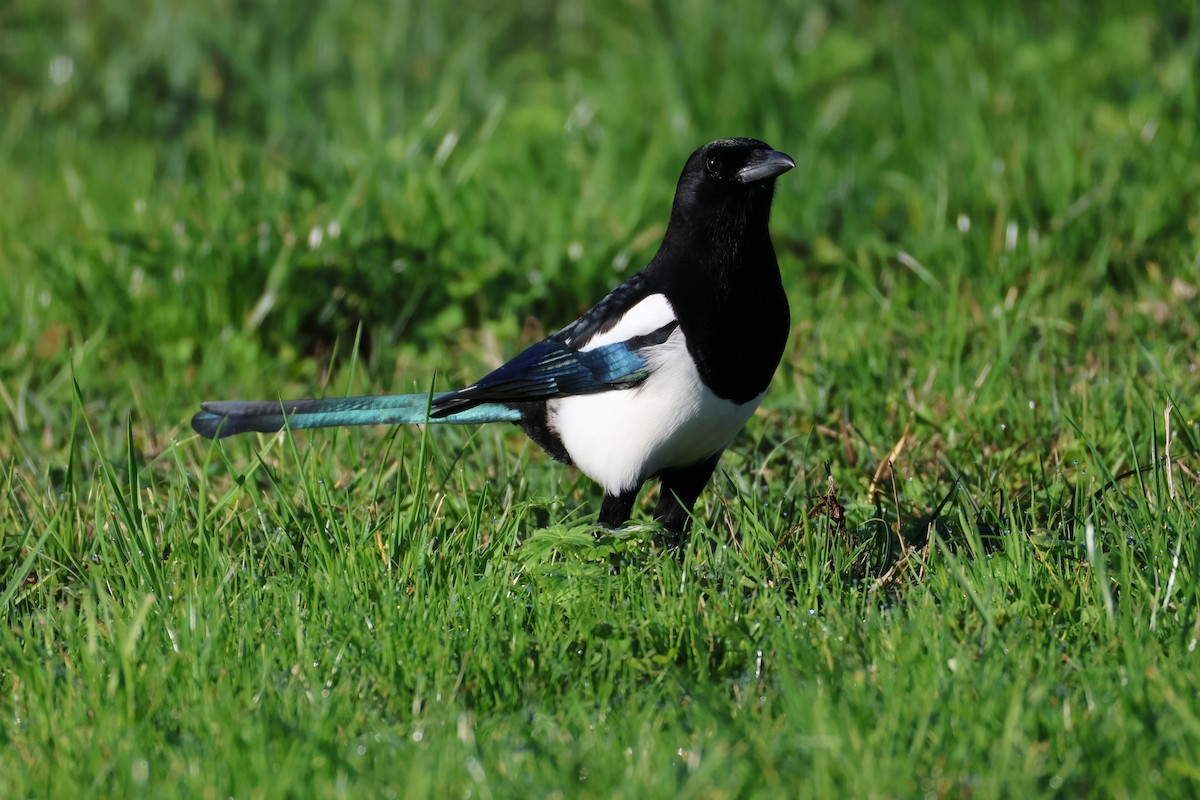 Eurasian Magpie - ML644652453