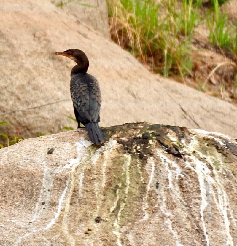 Reed Cormorant - ML644652454