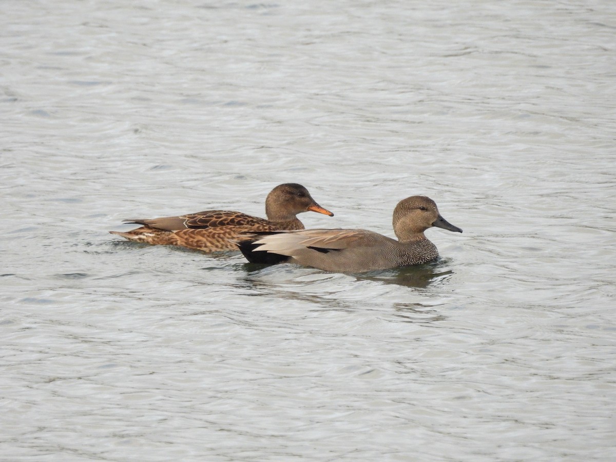 Gadwall (Common) - ML644652455