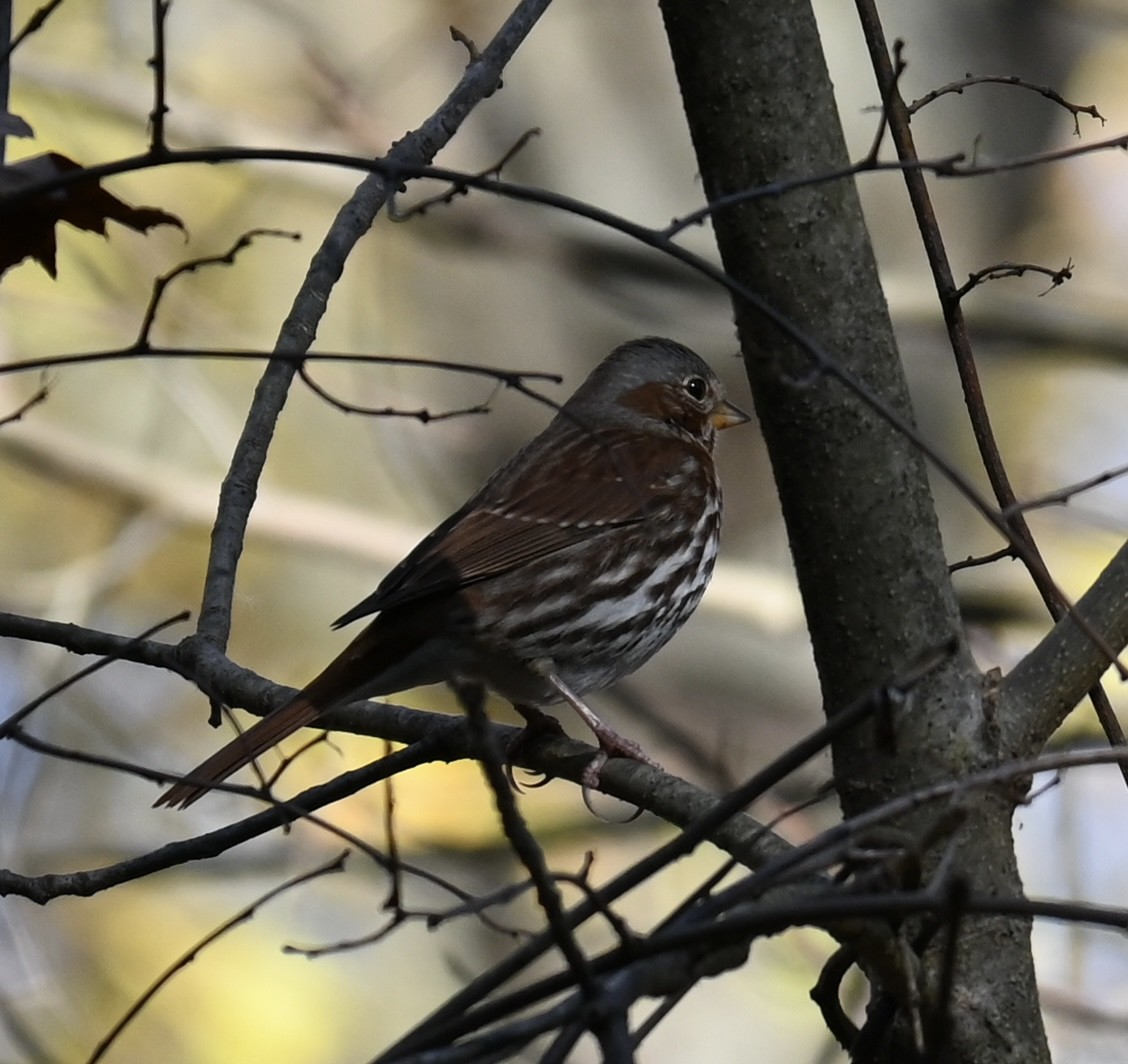 strnadec kaštanový - ML644652459