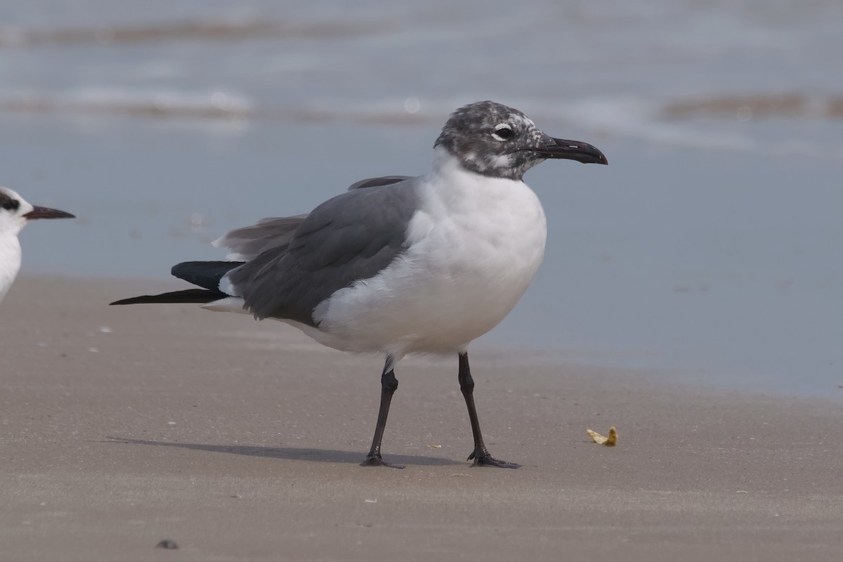 Gülen Martı - ML644652461