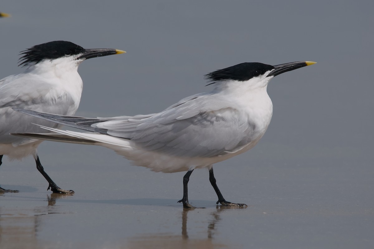 Kara Gagalı Sumru - ML644652464