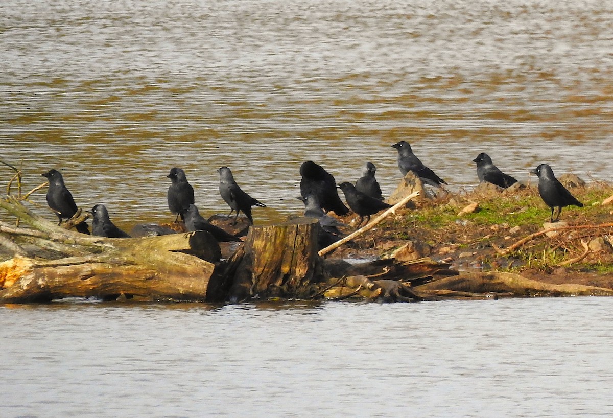 Taccola - ML644652465