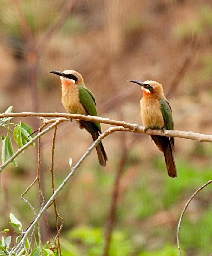 White-fronted Bee-eater - ML644652467