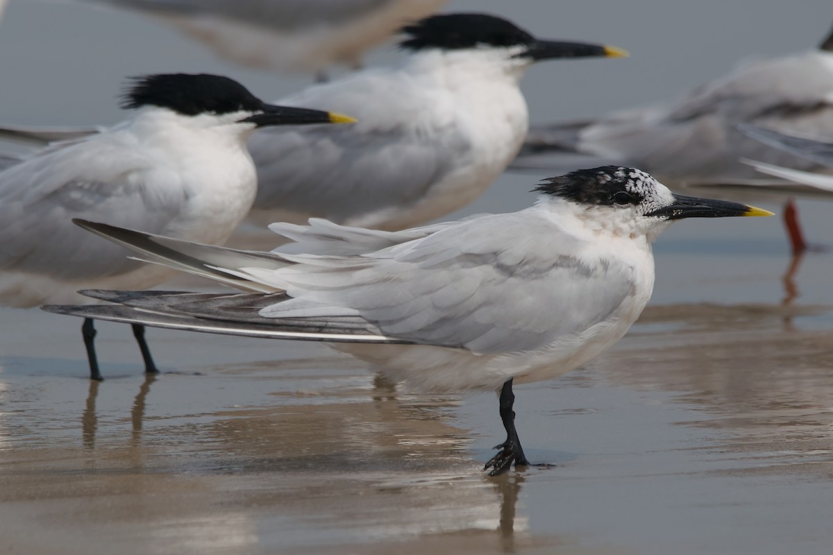 Kara Gagalı Sumru - ML644652469