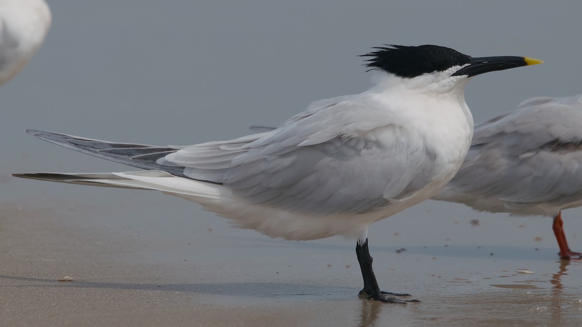 Kara Gagalı Sumru - ML644652471