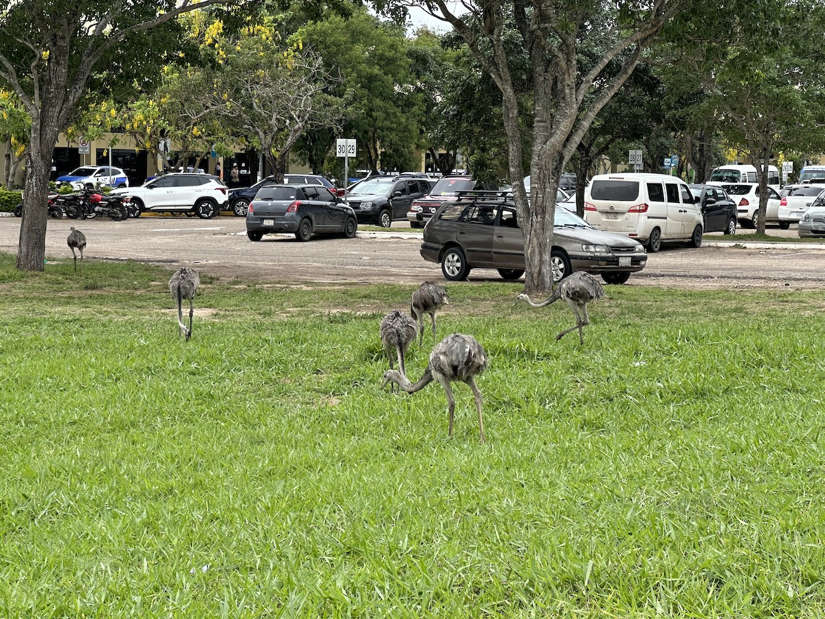 nandu pampový - ML644652473