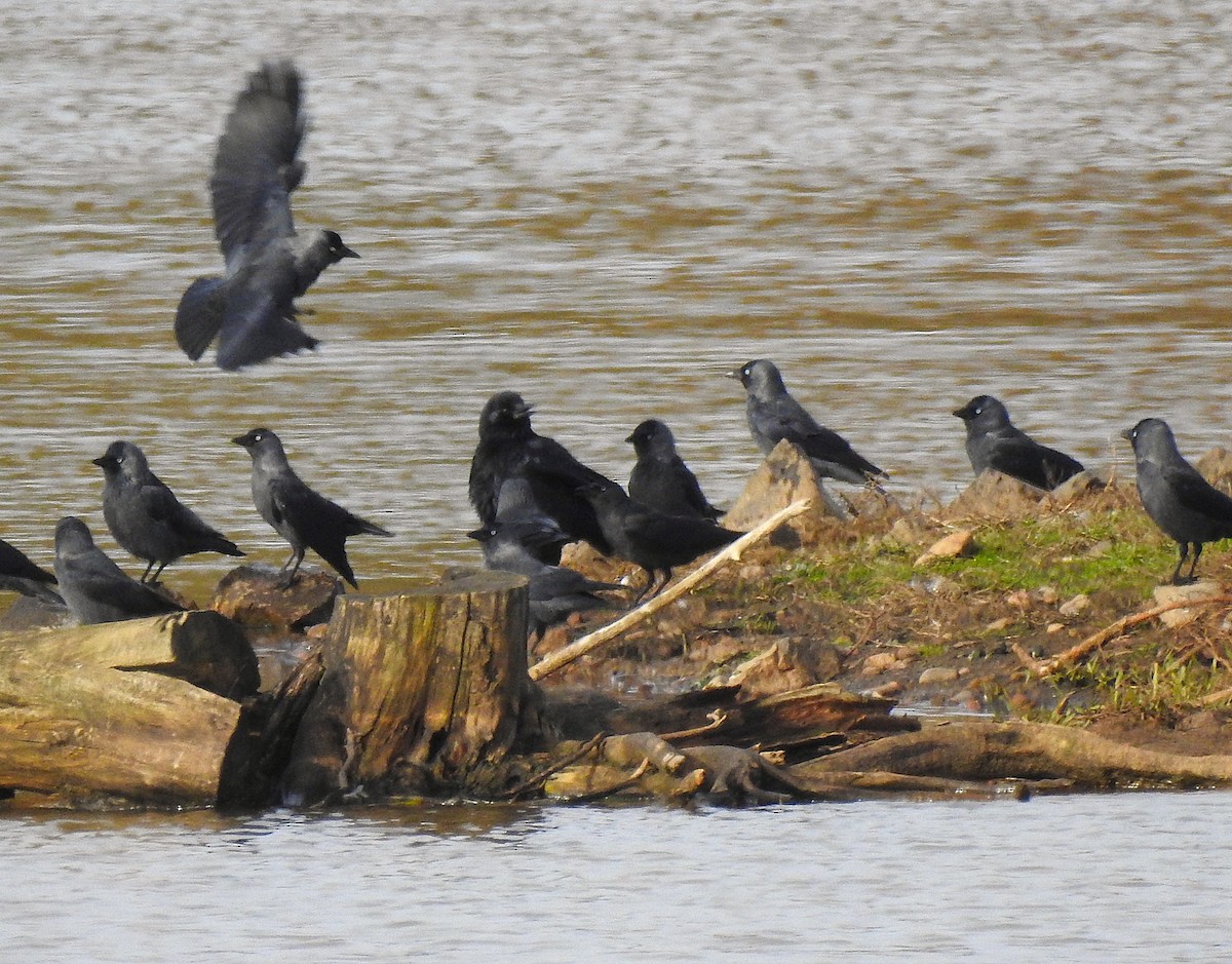 Taccola - ML644652474