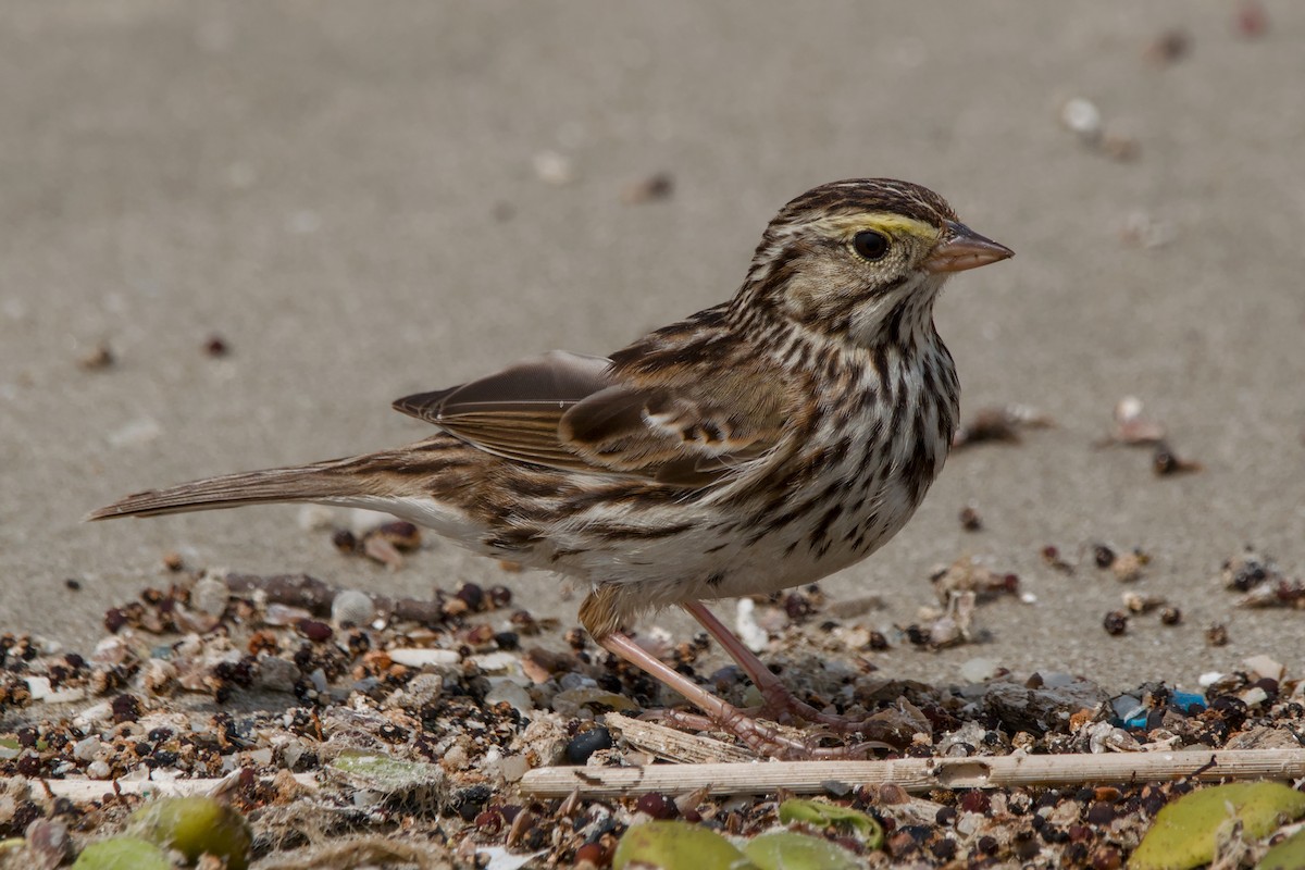 Savannah Serçesi - ML644652475