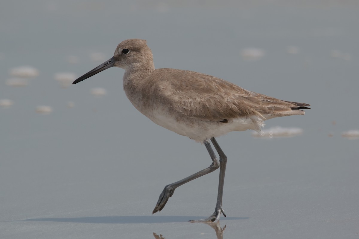 Boz Düdükçün - ML644652477