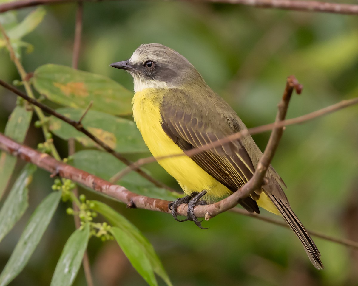 Gray-capped Flycatcher - ML644652479