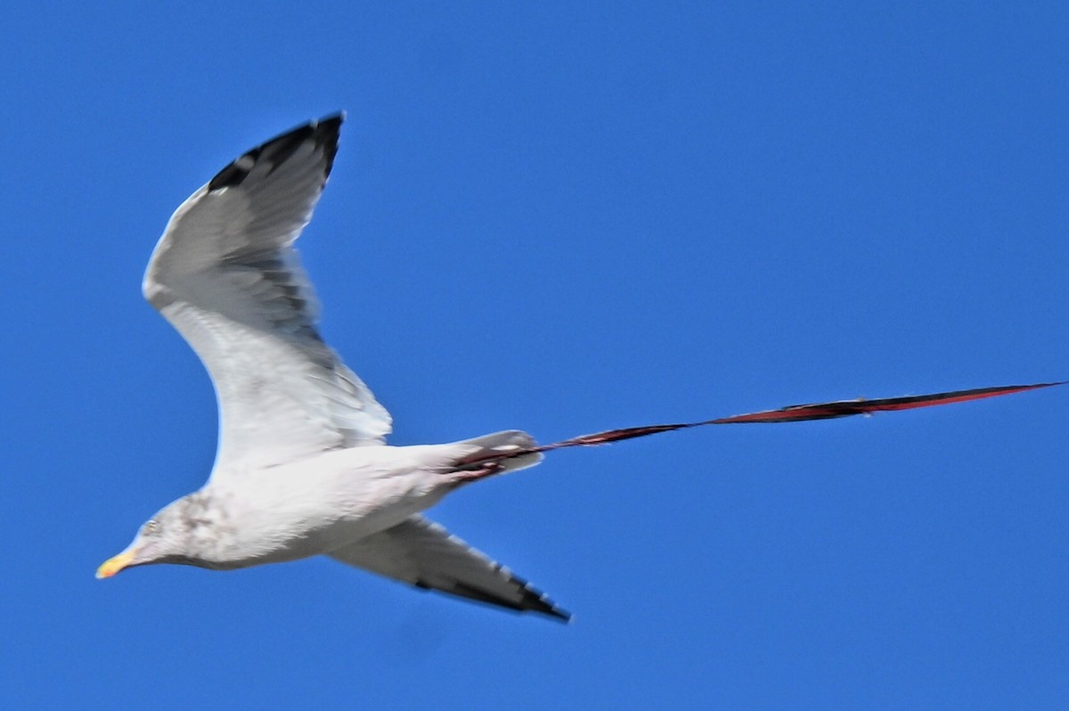 Kaio hauskara amerikarra - ML644652480