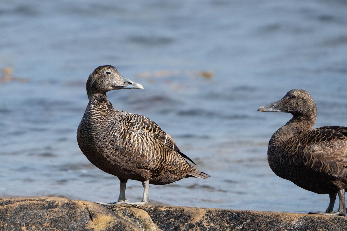 Пухівка зеленошия - ML644652483
